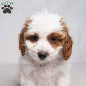 Franklyn, Cavapoo Puppy